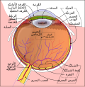 صورة مصغرة لـ عين الثدييات