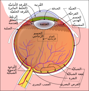 Schematic diagram of the human eye-ar.svg