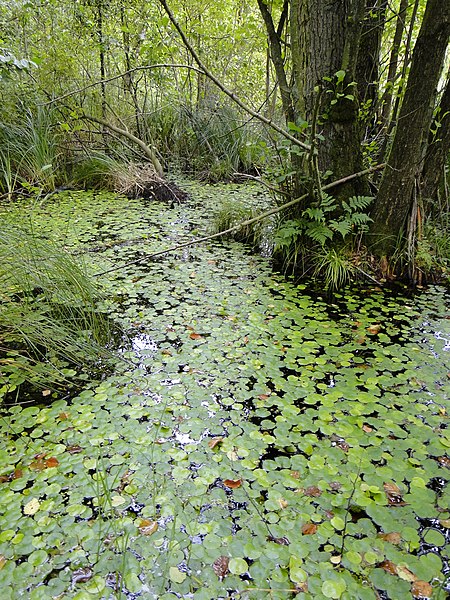 File:Schlemmin Schwarzer See 2014-08-21 23.JPG