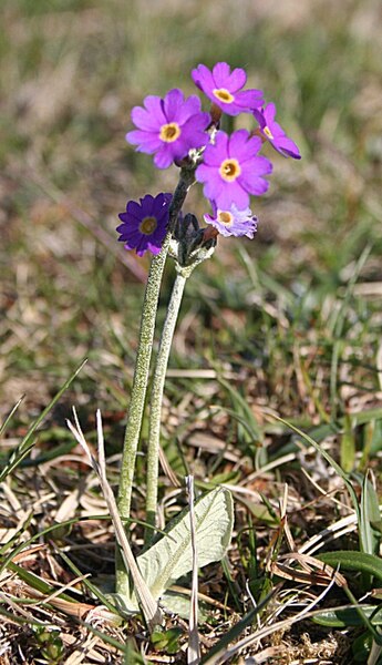 File:Scottish Primrose (Primula scotica) - geograph.org.uk - 822246.jpg