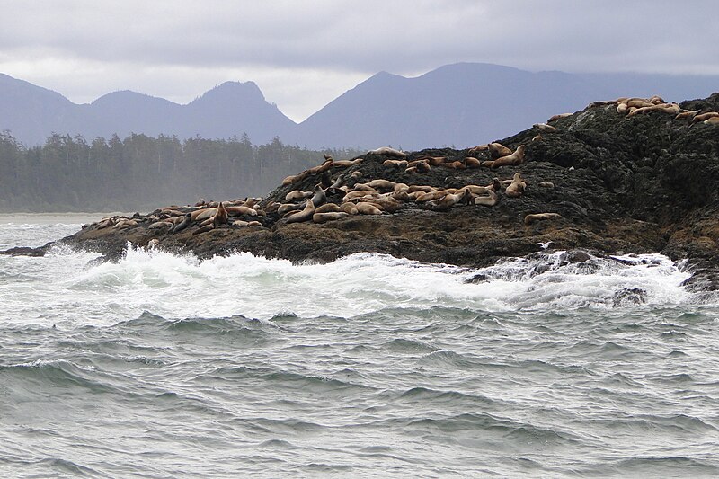 File:Sea Lion Colony - Off Long Beach - Pacific Rim National Park - Vancouver Island BC - Canada - 03.jpg