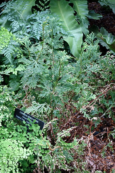 File:Selaginella plana - Longwood Gardens - DSC01157.JPG