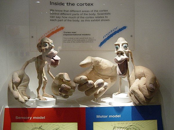 3-D sensory and motor homunculus models at the Natural History Museum, London