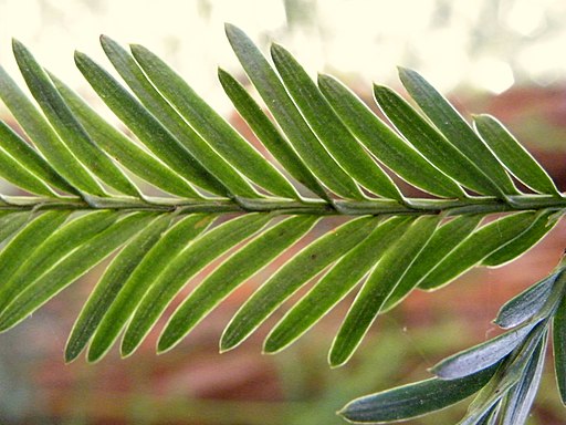 Sequoia sempervirens (6)