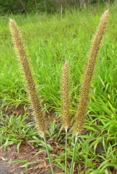 File:Setaria sphacelata head2 (7411415926).jpg