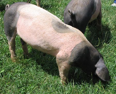 Tập_tin:Sh-landschwein.jpg