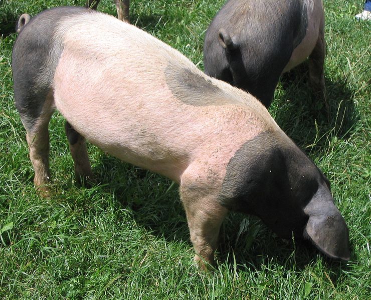 File:Sh-landschwein.jpg