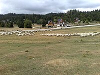 Sheep on Vlasic mountain