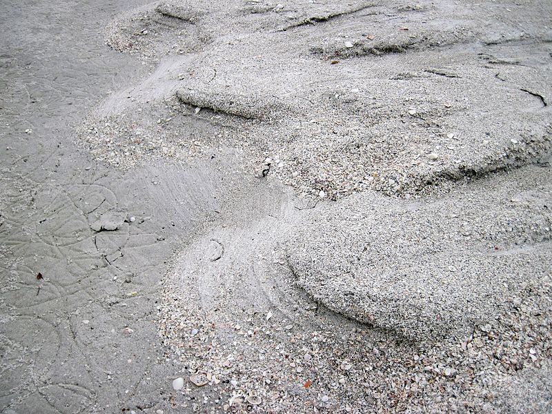 File:Sheetwash erosion channels on marine beach (Cayo Costa Island, Florida, USA) 3 (25751785493).jpg