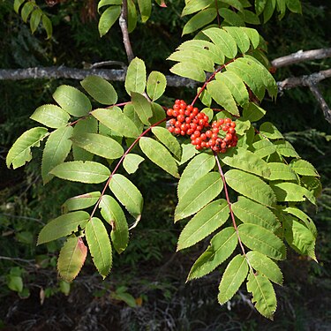 Showy Mountain-Ash (Sorbus decora)