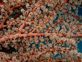 <i>Siphonogorgia godeffroyi</i> Species of coral