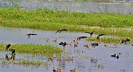 Ducks and coots at Sirpur Wetland