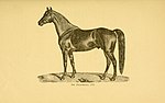 Thumbnail for File:Sketches, historical and descriptive, of noted Maine horses, past and present, their ancestors and descendants (1887) (14780512874).jpg