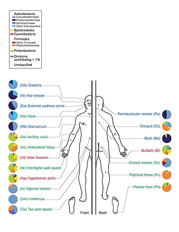 人類微生物群系