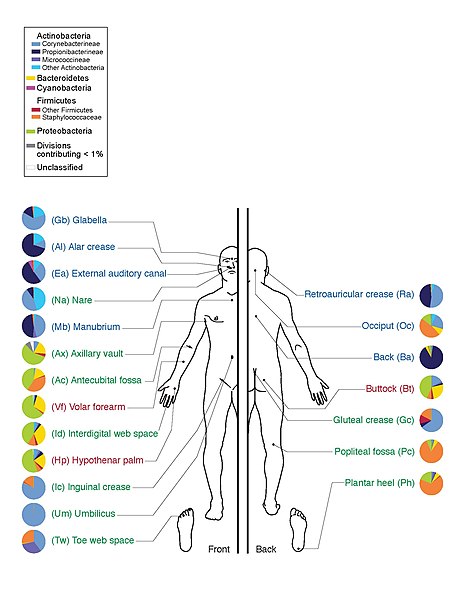 Depiction of the human body and bacteria that predominate