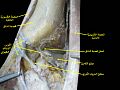 Dorsum of Foot. Ankle joint. Deep dissection