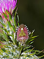 Sloe Bug (Dolycoris baccarum) (14312474348).jpg