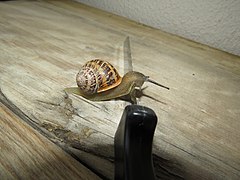 Snail negotiating sharp edges IMG 4108.jpg