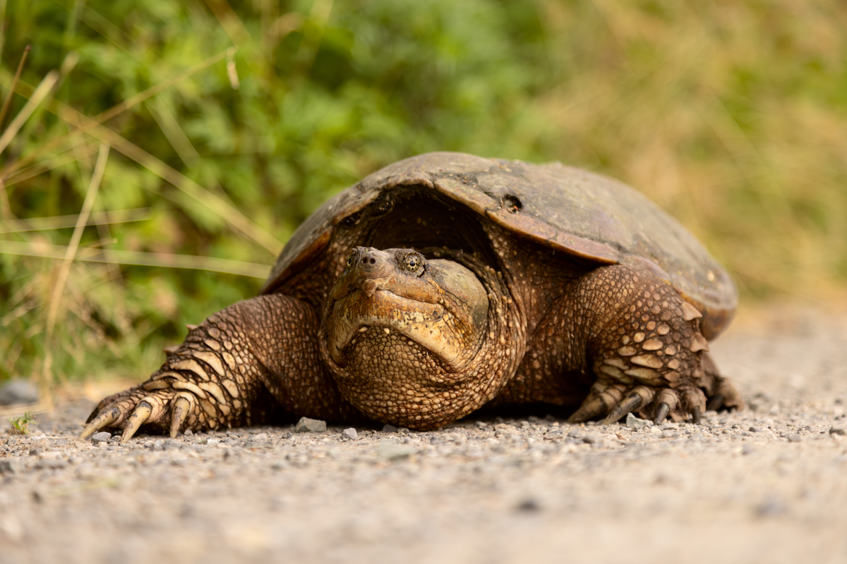 what does a common snapping turtle look like