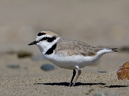 Tập_tin:Snowy_Plover_Morro_Strand.jpg