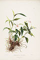 Sobralia decora plate 26 in: James Bateman: The Orchidaceae of Mexiko and Guatemala, (1843)