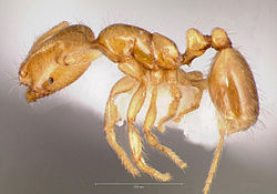 Solenopsis molesta casent0005805 profilet 1. jpg