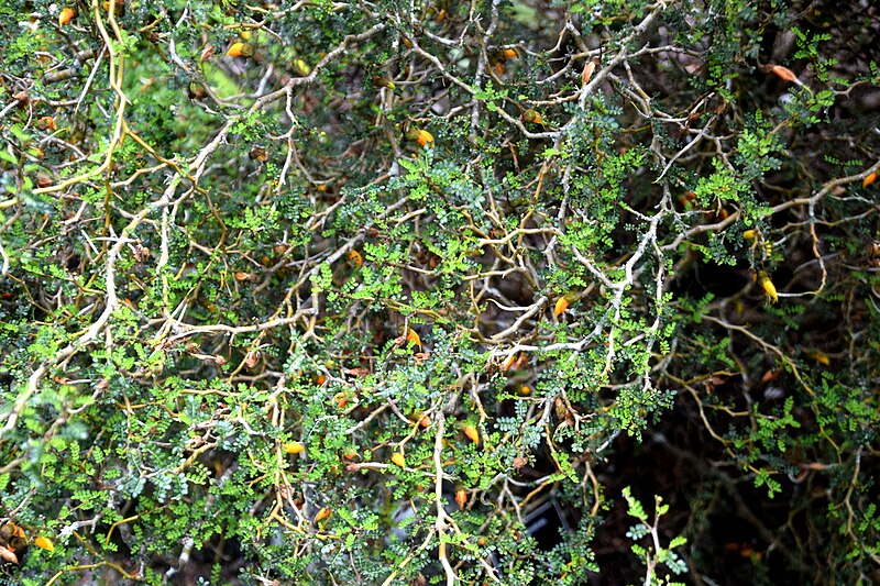 File:Sophora prostrata in Auckland Botanic Gardens 03.jpg