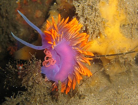 Nudibrankia