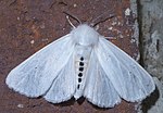 Thumbnail for Spilosoma virginica