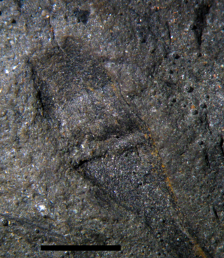 <i>Sporogonites</i> Extinct genus of Devonian plants