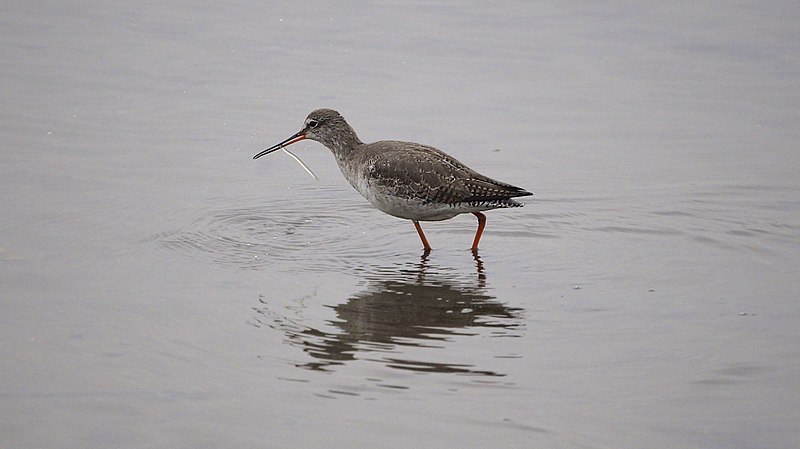 File:Spotted Redshank trying to eat an elver ( baby eel) Holes Bay (8582043863).jpg
