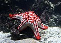 * Nomination African Sea Star (Protoreaster linckii) at the ARTIS Zoo, Amsterdam -- Alvesgaspar 13:42, 1 December 2019 (UTC) * Decline  Oppose Sorry! Difficul motiv in the water. I find the photo only in some parts really sharp. --Steindy 14:16, 1 December 2019 (UTC)