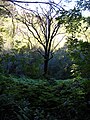 Starr-041219-1584-Acacia koa-habit-Makawao Forest Reserve-Maui (24627919071) .jpg