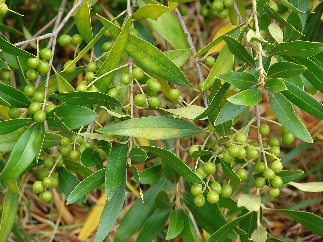 Olea europaea subsp. cuspidata