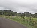 Starr-110924-9227-Digitaria insularis-habit-Camp Maluhia-Maui (24487292983).jpg