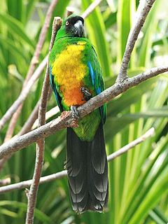 Masked shining parrot Species of bird