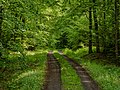 * Nomination Forest path at the Hirschbrunnenbach in the Steigerwald near Fatschenbrunn --Ermell 06:22, 30 May 2019 (UTC) * Promotion Good quality --Michielverbeek 06:40, 30 May 2019 (UTC)