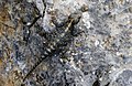 * Nomination Dorsal view of a Roughtail Rock Agama (Stellagama stellio). Adana, Turkey --Zcebeci 14:45, 30 April 2016 (UTC) * Promotion Good quality. --Poco a poco 15:43, 30 April 2016 (UTC)