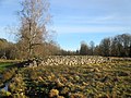 9383 2022-01-28 fredag Stenmurslandskapet, Väsmestorps naturreservat, Sörby sn, Falköpings kn, Västergötland.