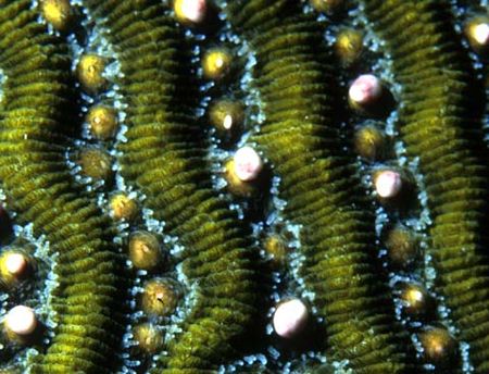 Tập_tin:Stony_coral_spawning_3.jpg