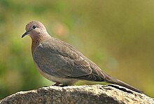 Laughing dove Streptopelia senegalensis.jpg