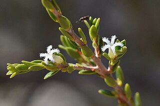 <i>Styphelia ciliosa</i> Species of plant