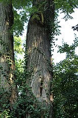 Bark, Warsaw University Botanical Garden