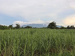 Sugar field along Bacolod North Road, Bata