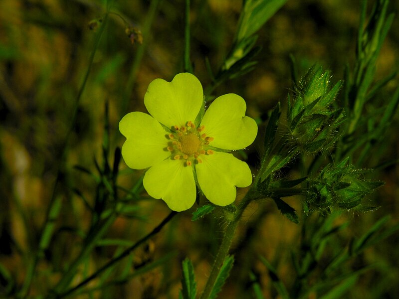 File:Sulphur cinquefoil at Fort Custer.jpg