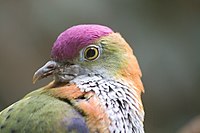 Superb Fruit-dove (Ptilinopus superbus) -side of head.jpg