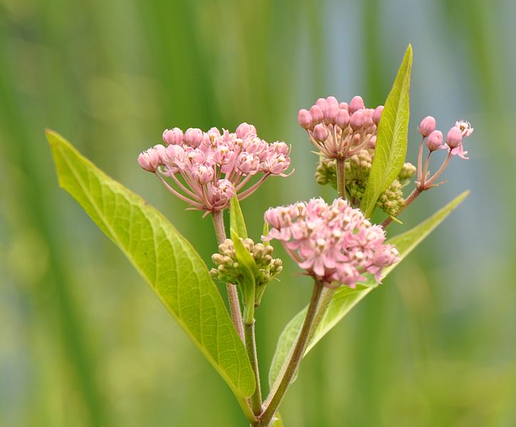 File:Swamp Milkweed.jpg