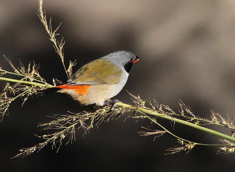 File:Swee waxbill (Estrilda melanotis) - part of series (5845894387).jpg