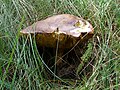 Čeština: Přírodní památka Syenitové skály u Pocoucova u Třebíče v kraji Vysočina - hřib hnědý. English: Natural monument Syenitové skály u Pocoucova near the village of Pocoucov north of the town of Třebíč, Vysočina Region, Czech Republic - Boletus badius.