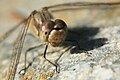 * Nomination: Portrait of a Sympetrum vulgatum--Korall 22:58, 4 September 2009 (UTC) * * Review needed